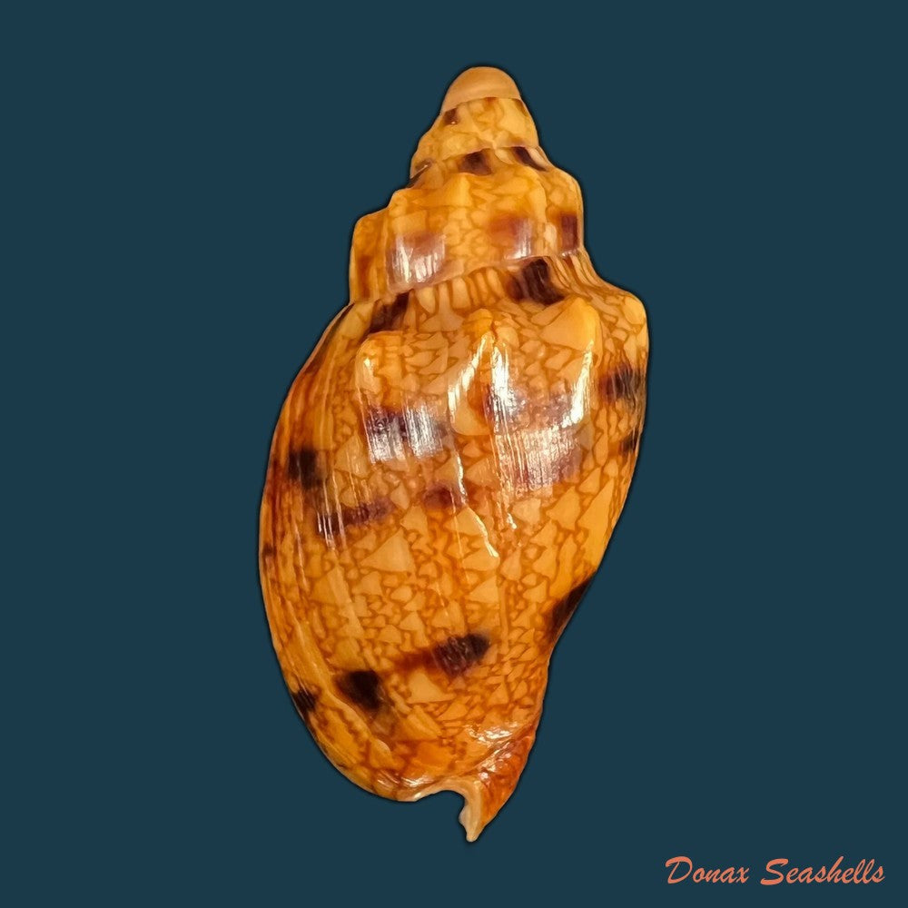 copia-de-odontocymbiola-americana-reeve-1856-61-16mm