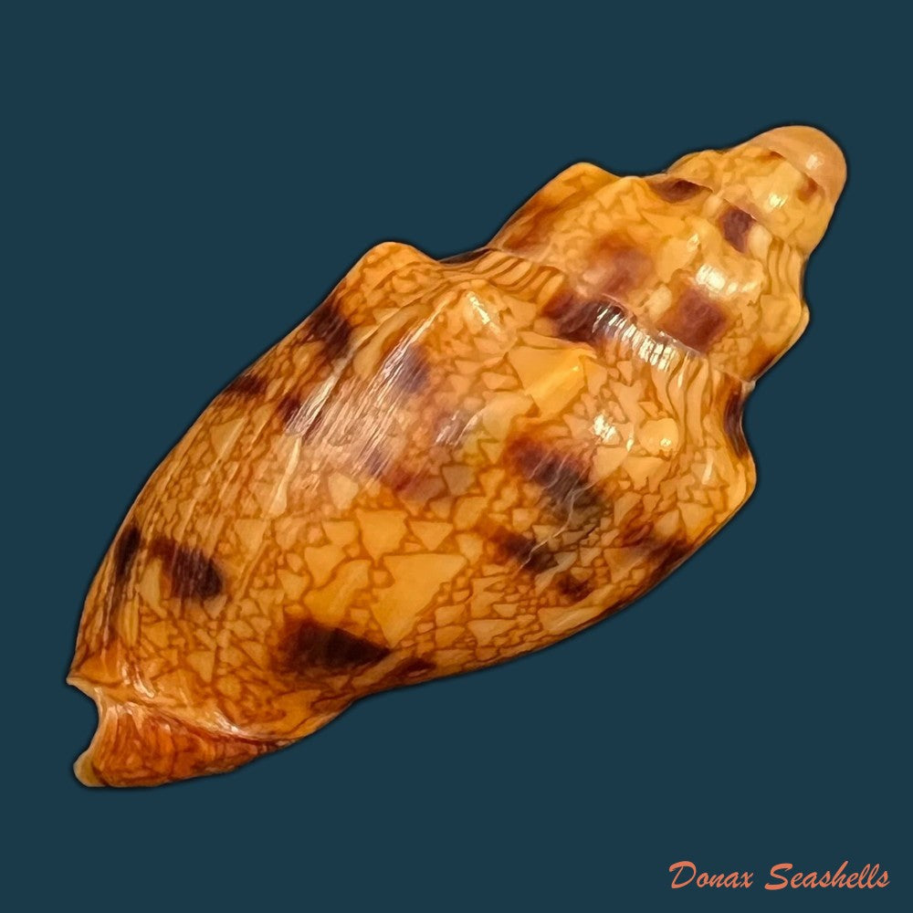 copia-de-odontocymbiola-americana-reeve-1856-61-16mm