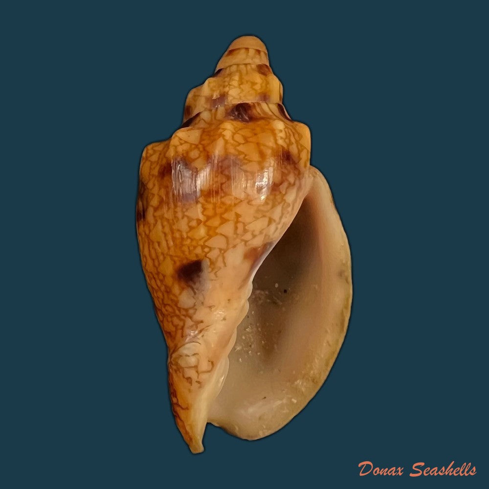 copia-de-odontocymbiola-americana-reeve-1856-61-16mm