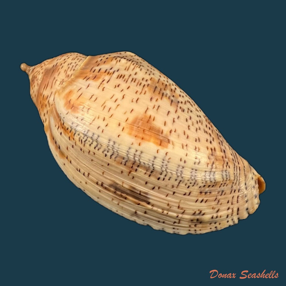 copia-de-odontocymbiola-simulatrix-leal-bouchet-1989-142-9mm