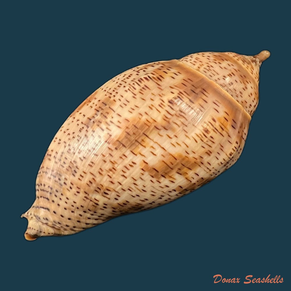 copia-de-odontocymbiola-simulatrix-leal-bouchet-1989-142-9mm