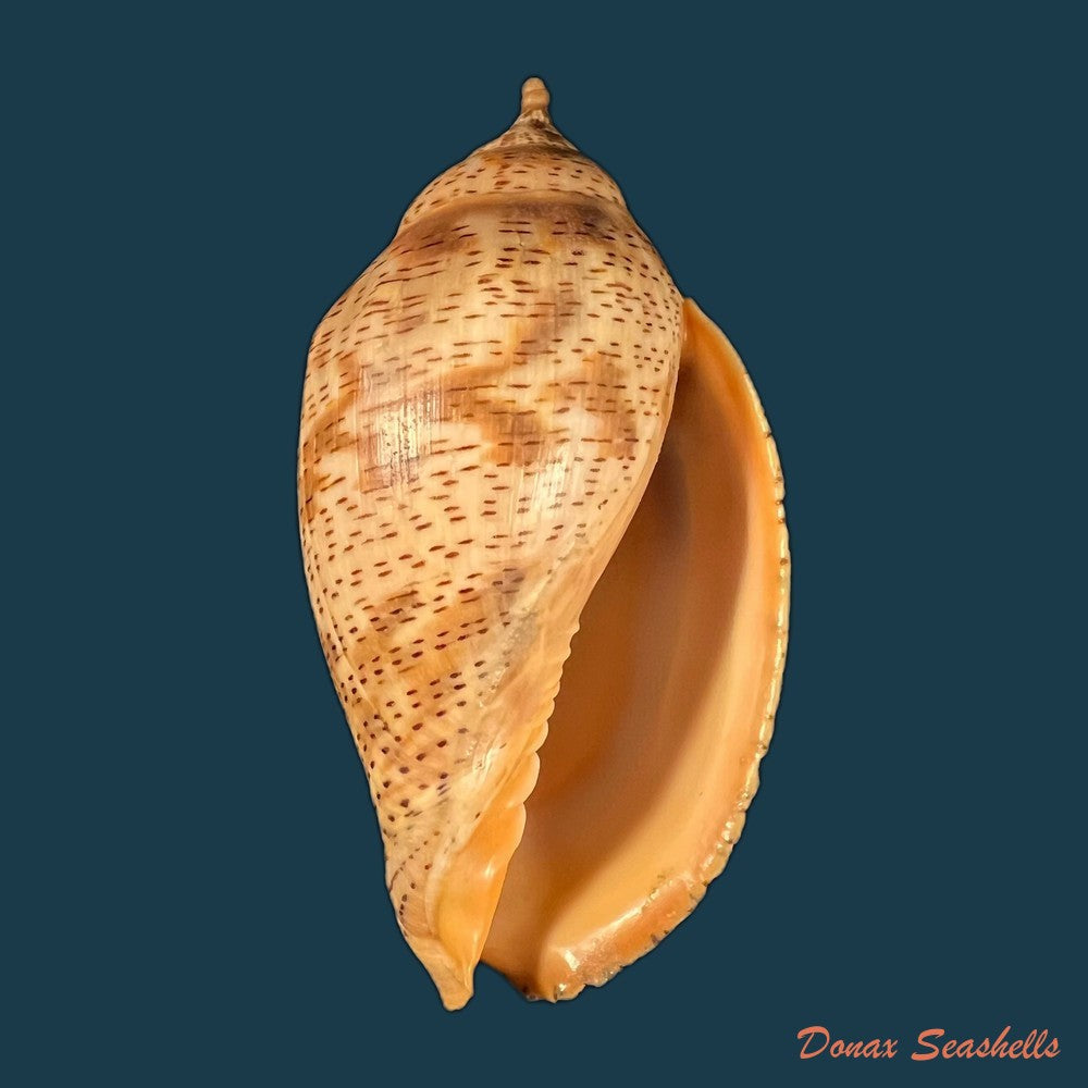 copia-de-odontocymbiola-simulatrix-leal-bouchet-1989-142-9mm