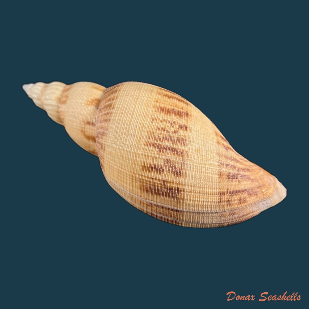 copia-de-odontocymbiola-simulatrix-leal-bouchet-1989-99mm-1