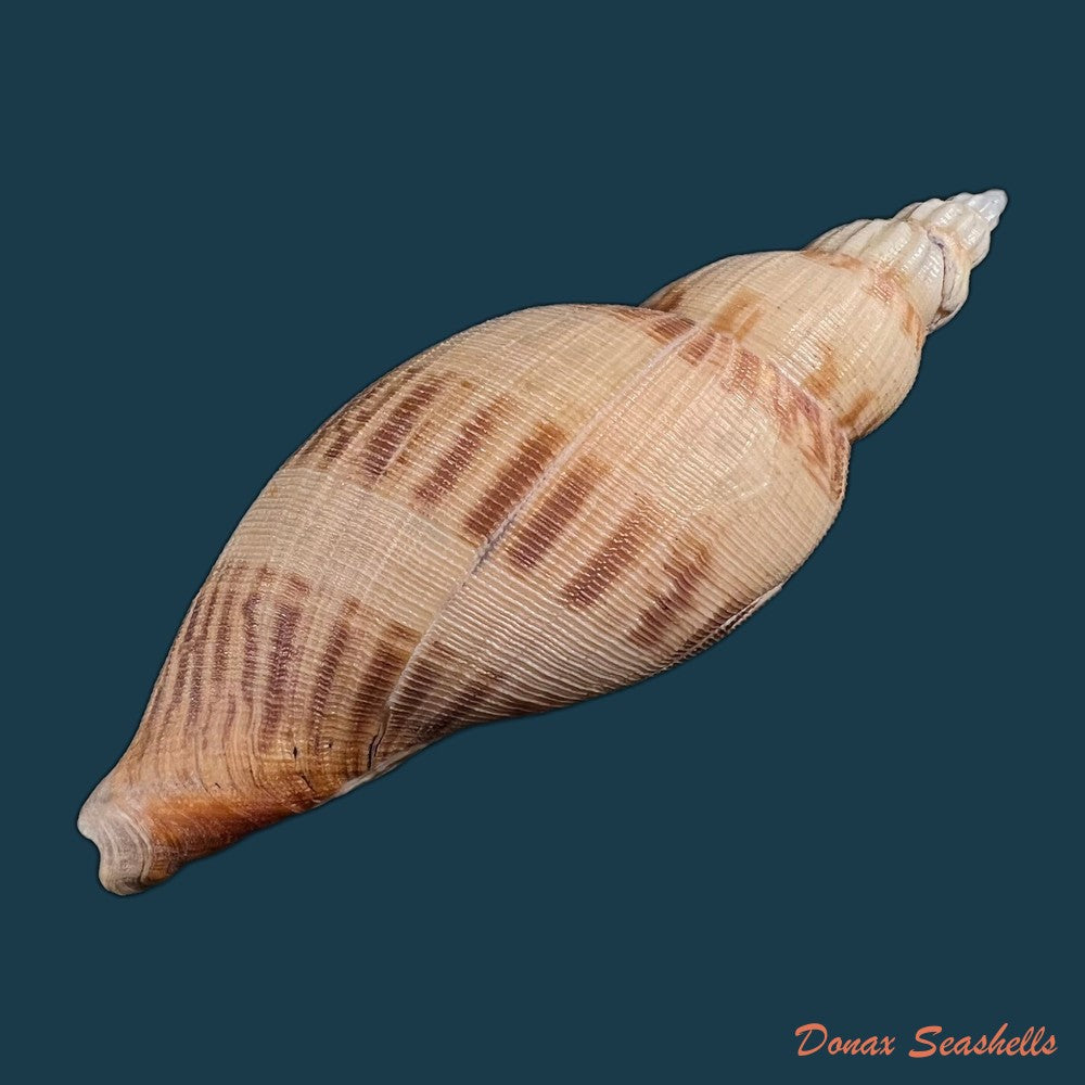 copia-de-odontocymbiola-simulatrix-leal-bouchet-1989-99mm-1