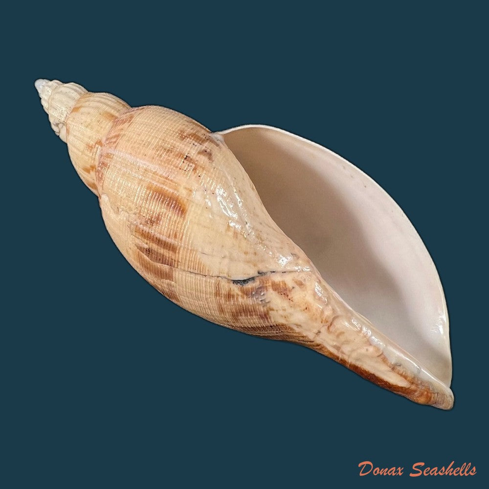 copia-de-odontocymbiola-simulatrix-leal-bouchet-1989-99mm-1