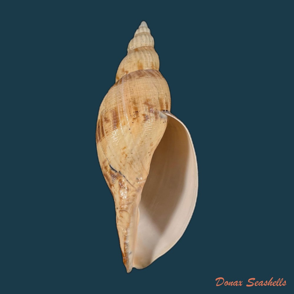 copia-de-odontocymbiola-simulatrix-leal-bouchet-1989-99mm-1