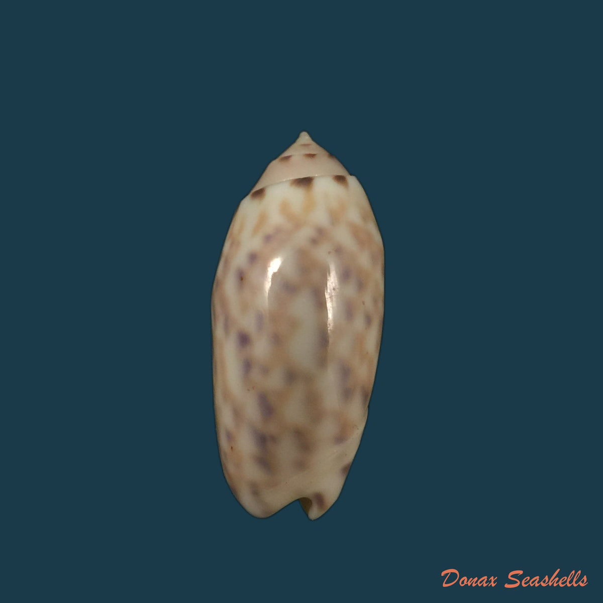 copia-de-oliva-amethystina-roding-1798-37-4mm