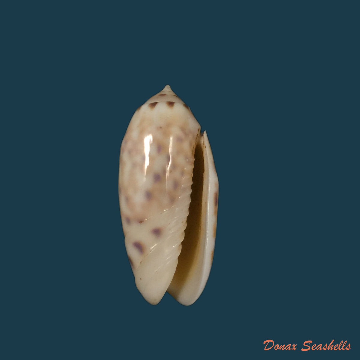 copia-de-oliva-amethystina-roding-1798-37-4mm