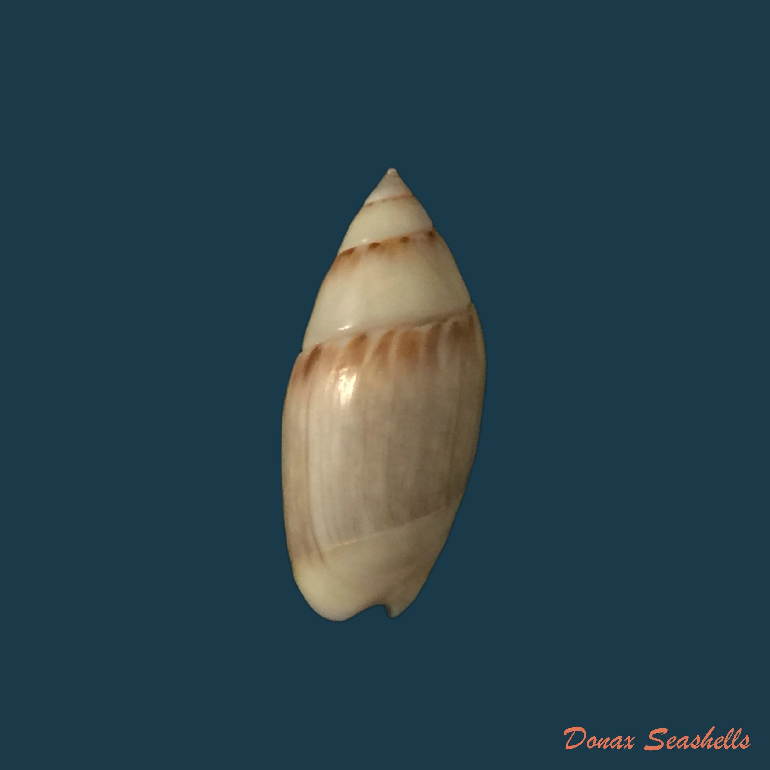 copia-de-oliva-caldania-duclos-1853