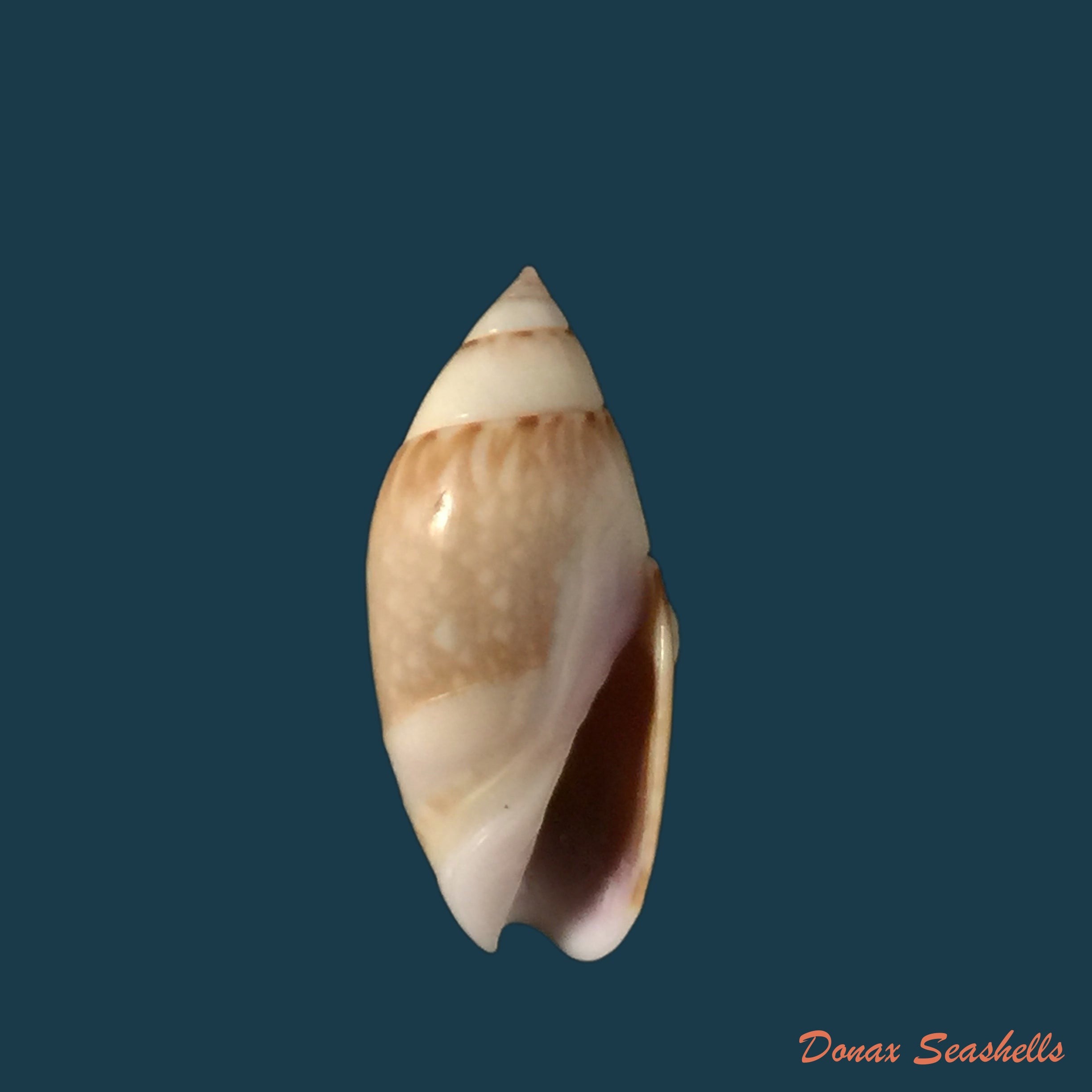 copia-de-oliva-caldania-duclos-1853