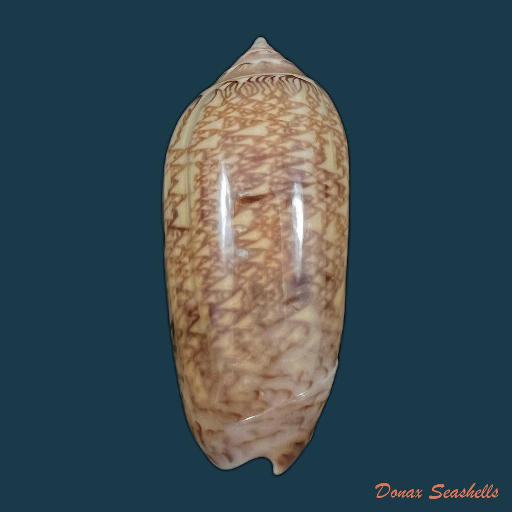copia-de-oliva-circinata-jorioi-petuch-2013-29-8mm