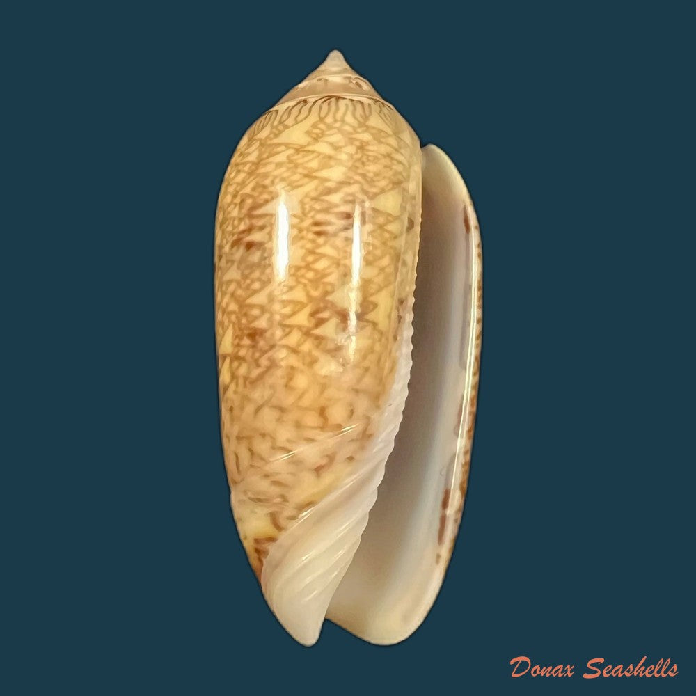 copia-de-oliva-circinata-jorioi-petuch-2013-29-8mm