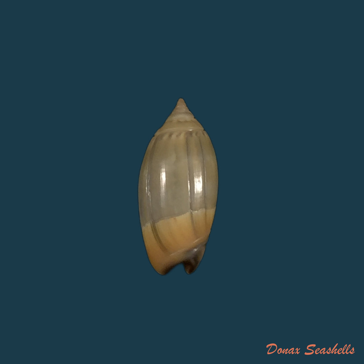copia-de-oliva-incrassata-lightfoot-1786-68mm