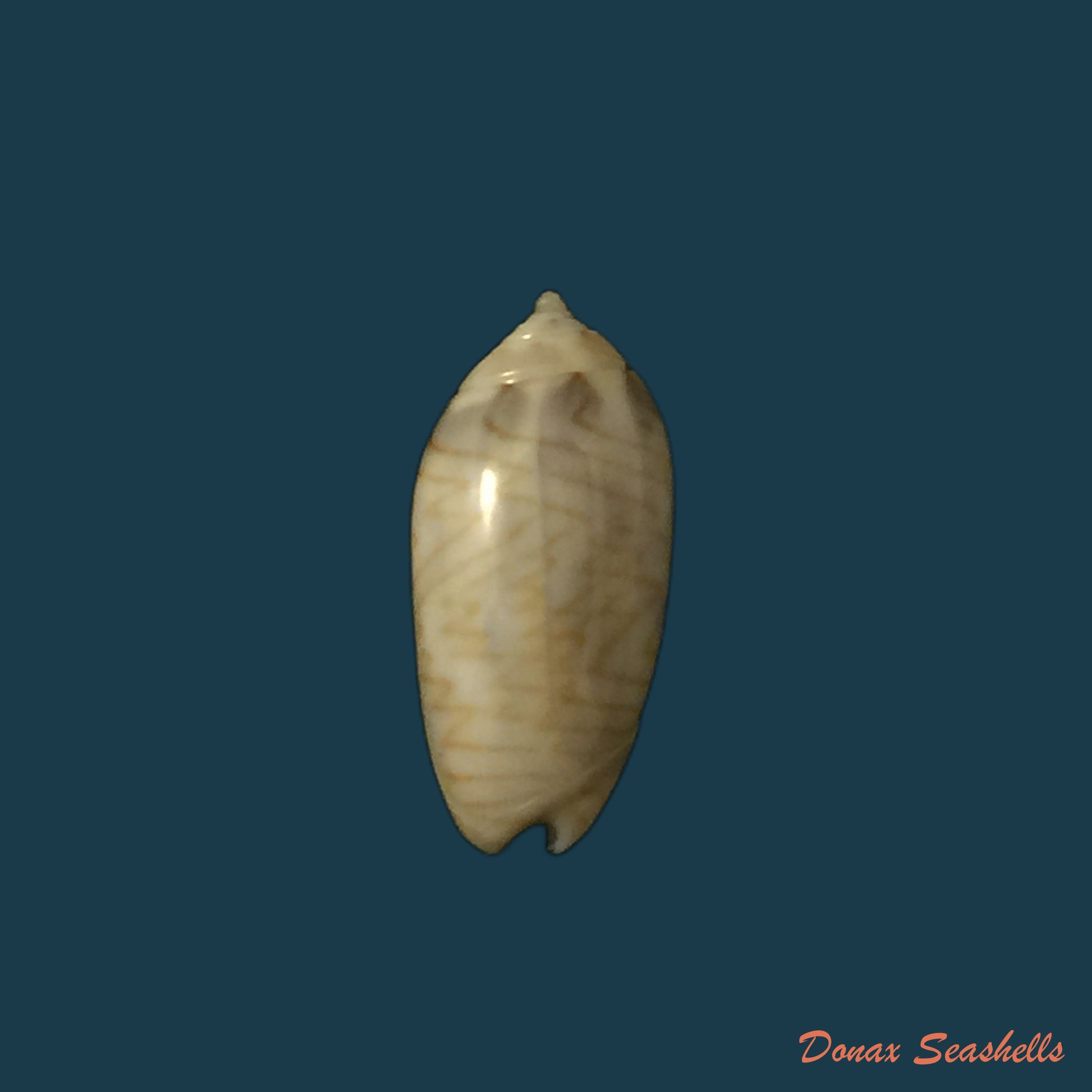 copia-de-oliva-mantichora-duclos-1840