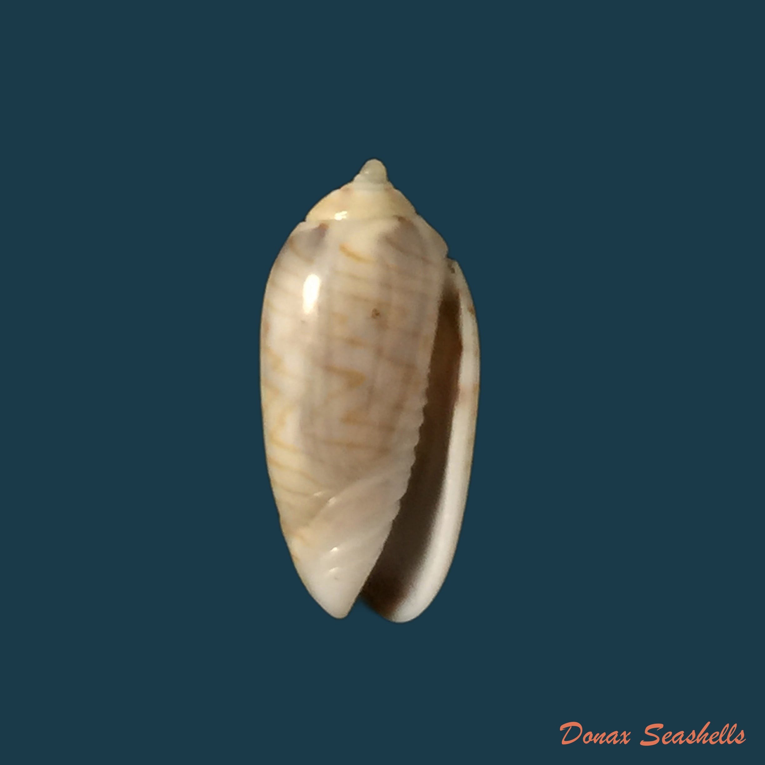 copia-de-oliva-mantichora-duclos-1840