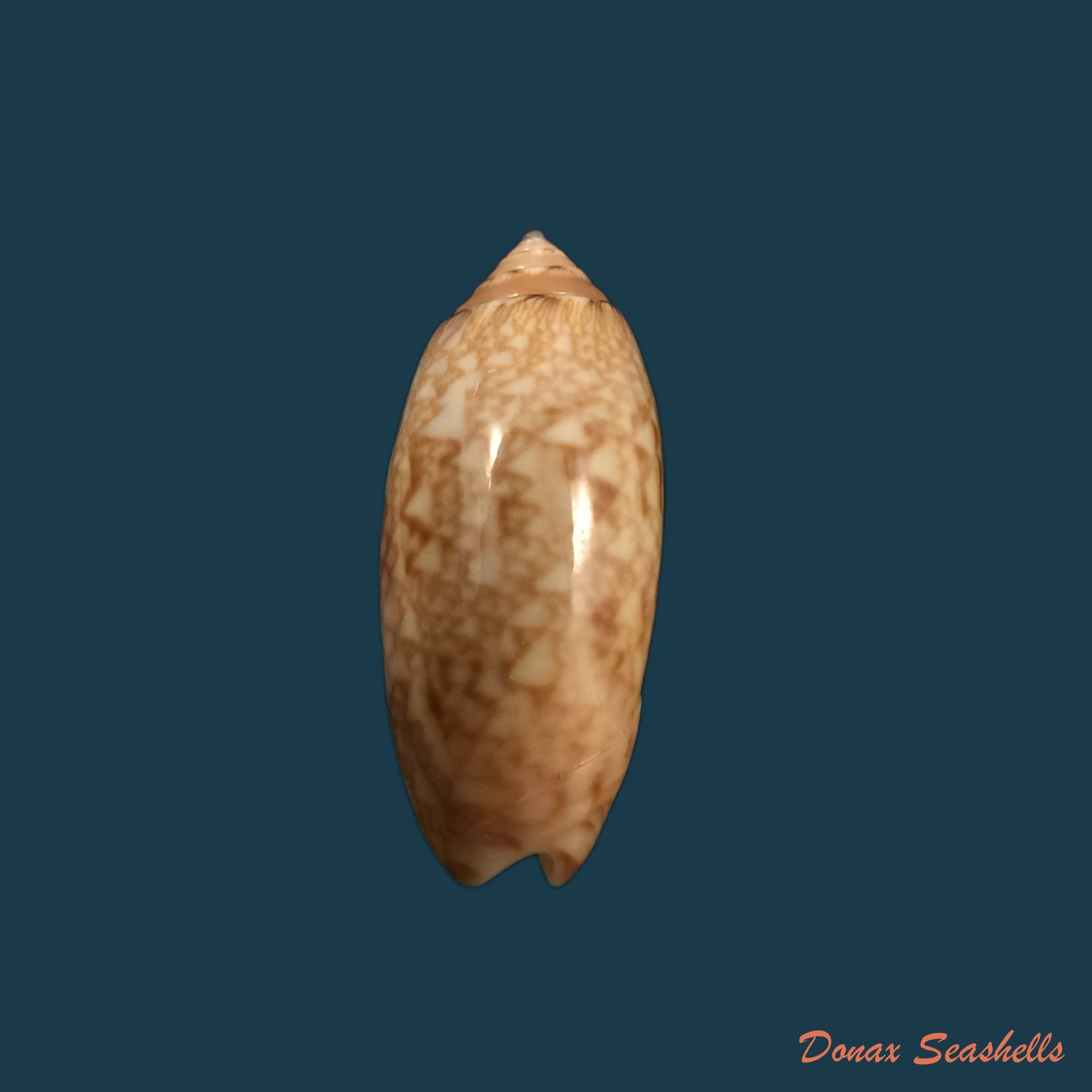 copia-de-oliva-reticularis-ernesti-petuch-1990-33-5mm