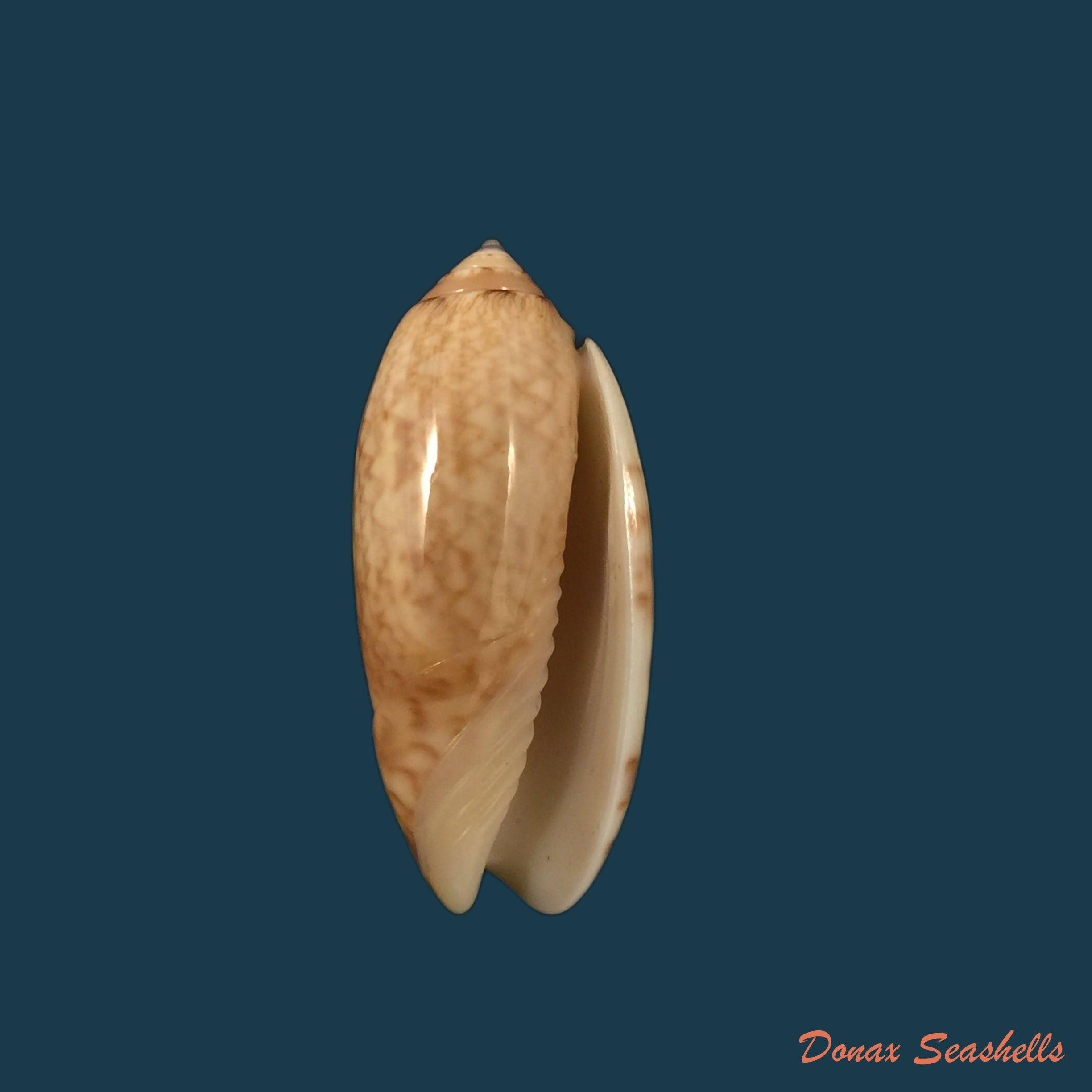 copia-de-oliva-reticularis-ernesti-petuch-1990-33-5mm