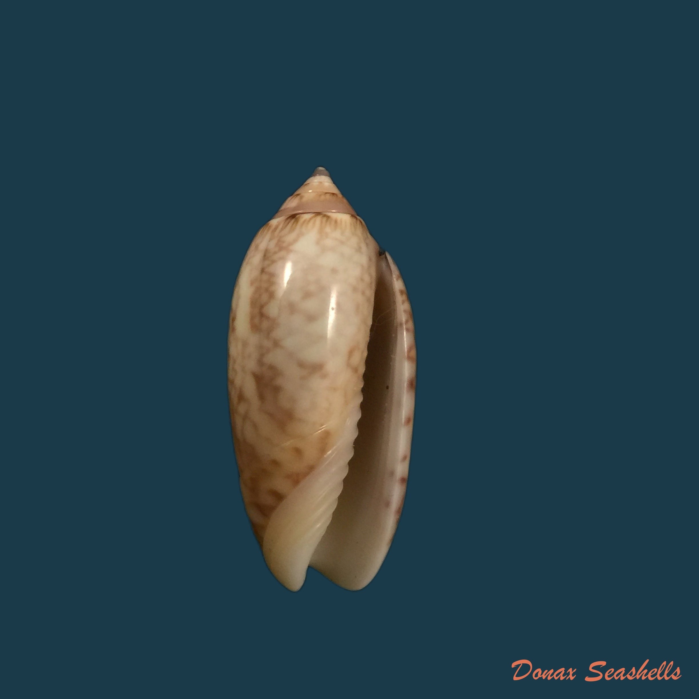 copia-de-oliva-reticularis-ernesti-petuch-1991