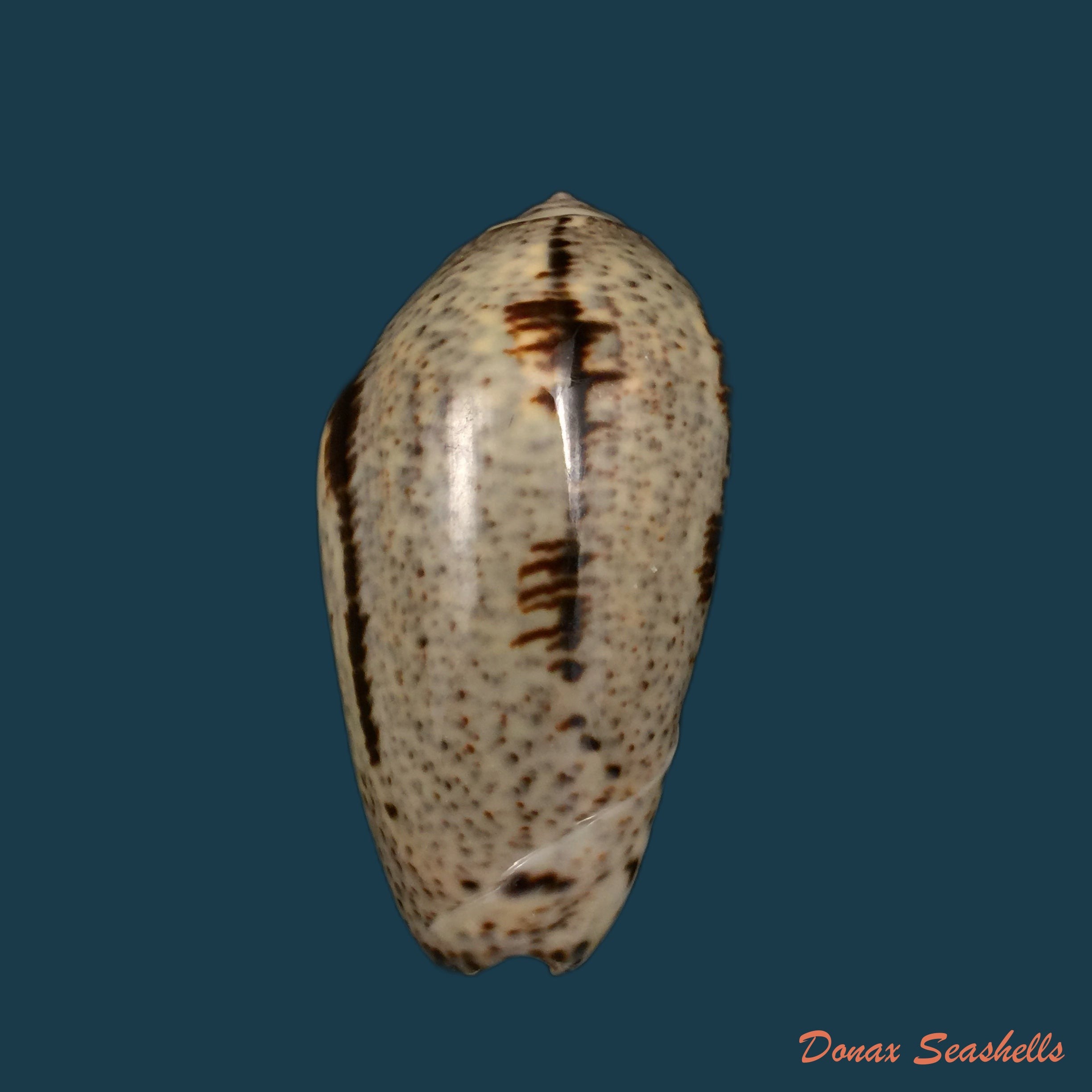 copia-de-oliva-rufula-duclos-1840-32-2mm