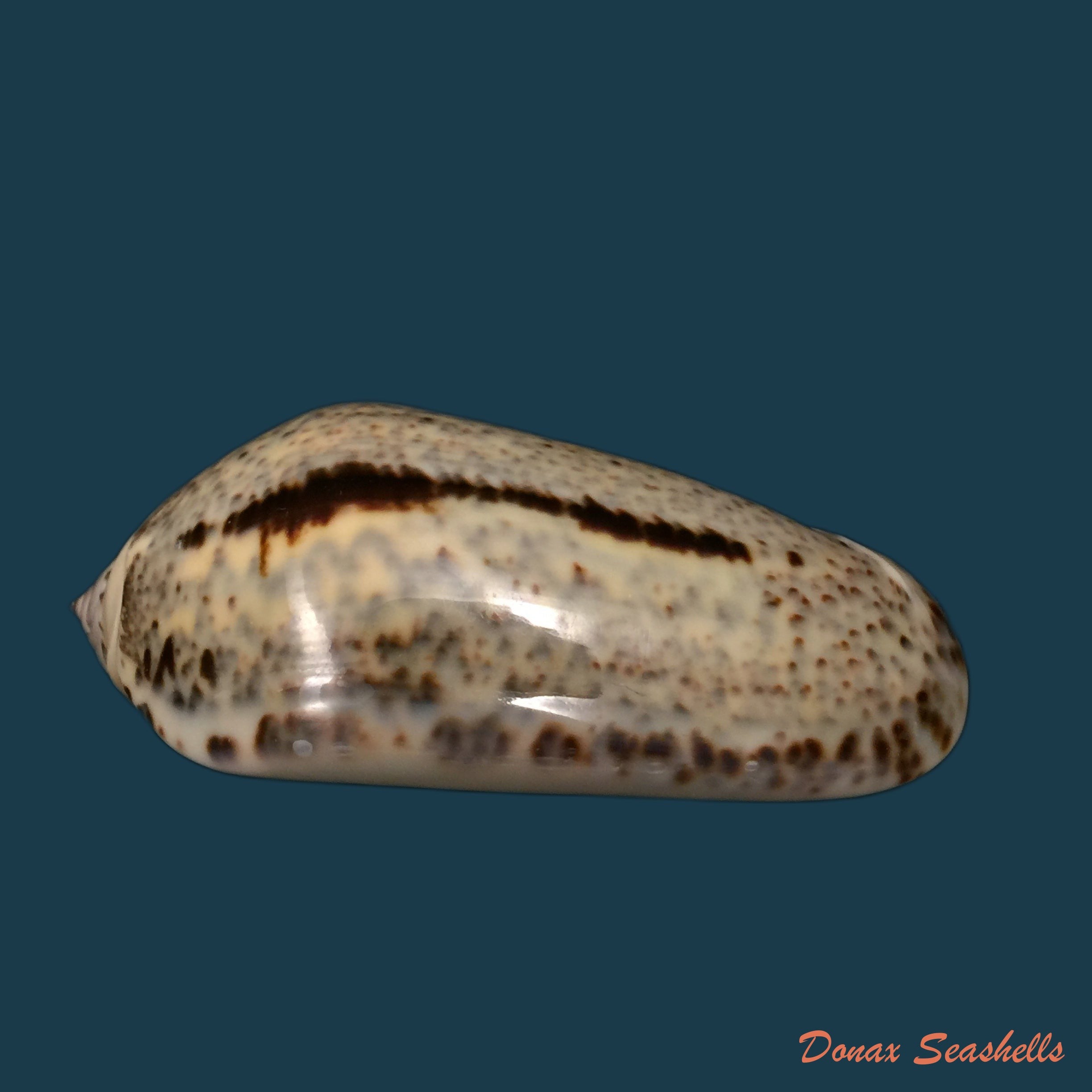 copia-de-oliva-rufula-duclos-1840-32-2mm