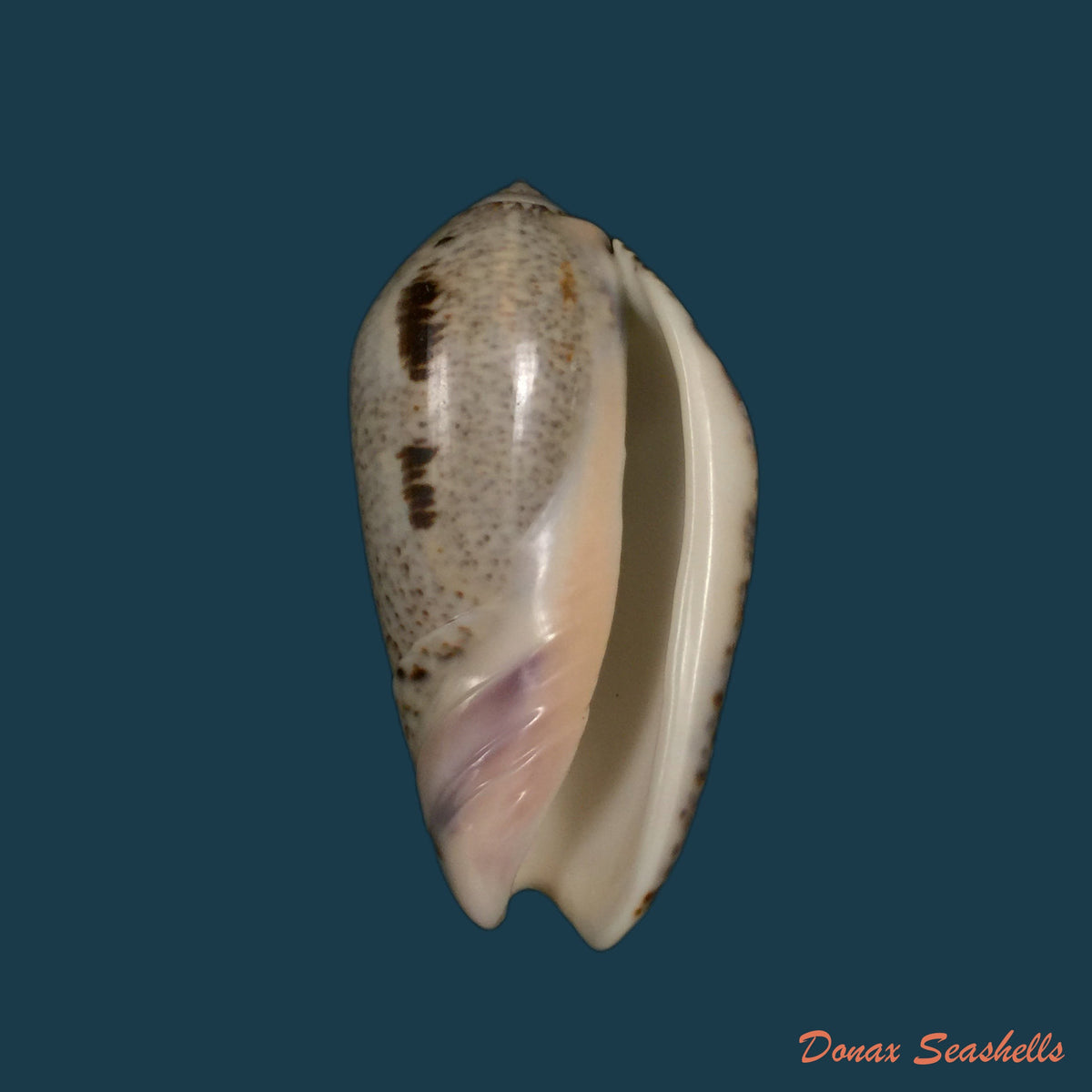 copia-de-oliva-rufula-duclos-1840-32-2mm