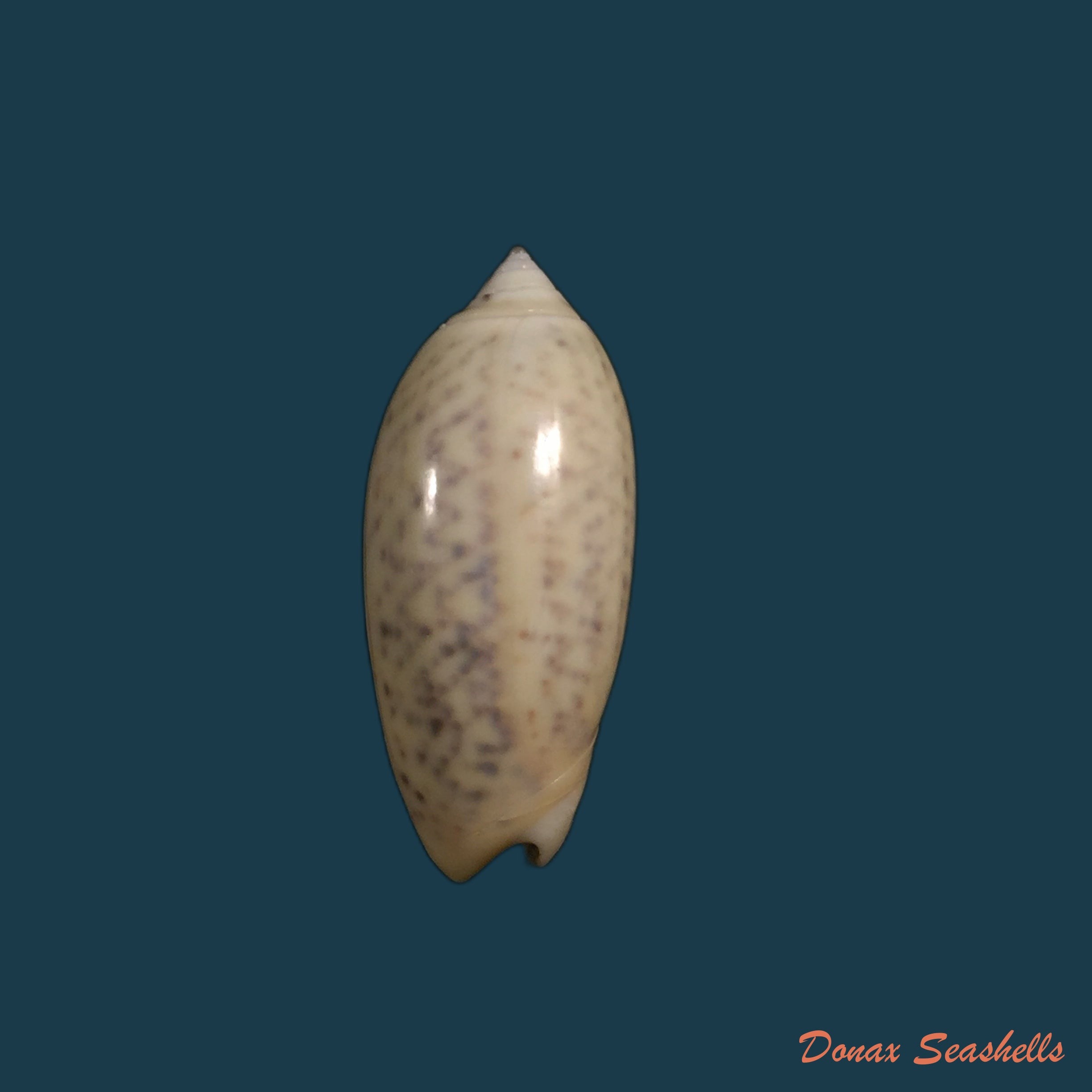 copia-de-oliva-stellata-duclos-1835-34mm