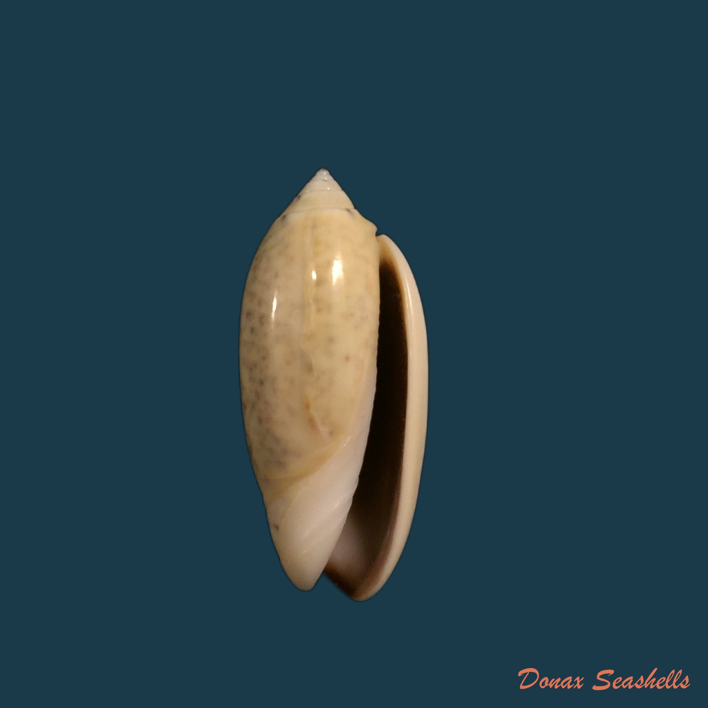 copia-de-oliva-stellata-duclos-1835-34mm