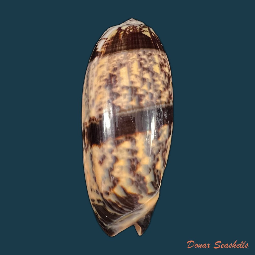 copia-de-oliva-tremulina-nobilis-reeve-1850-82-6mm