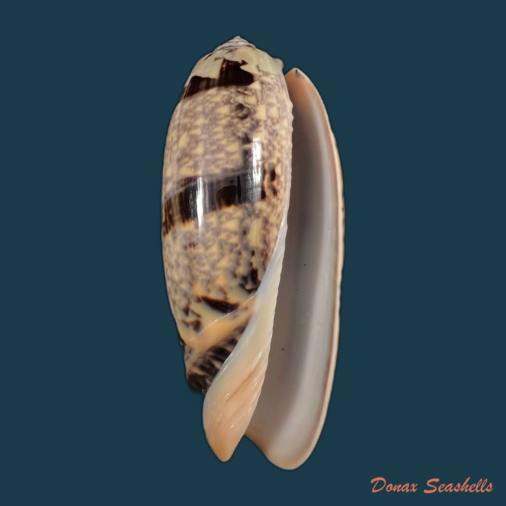 copia-de-oliva-tremulina-nobilis-reeve-1850-82-6mm