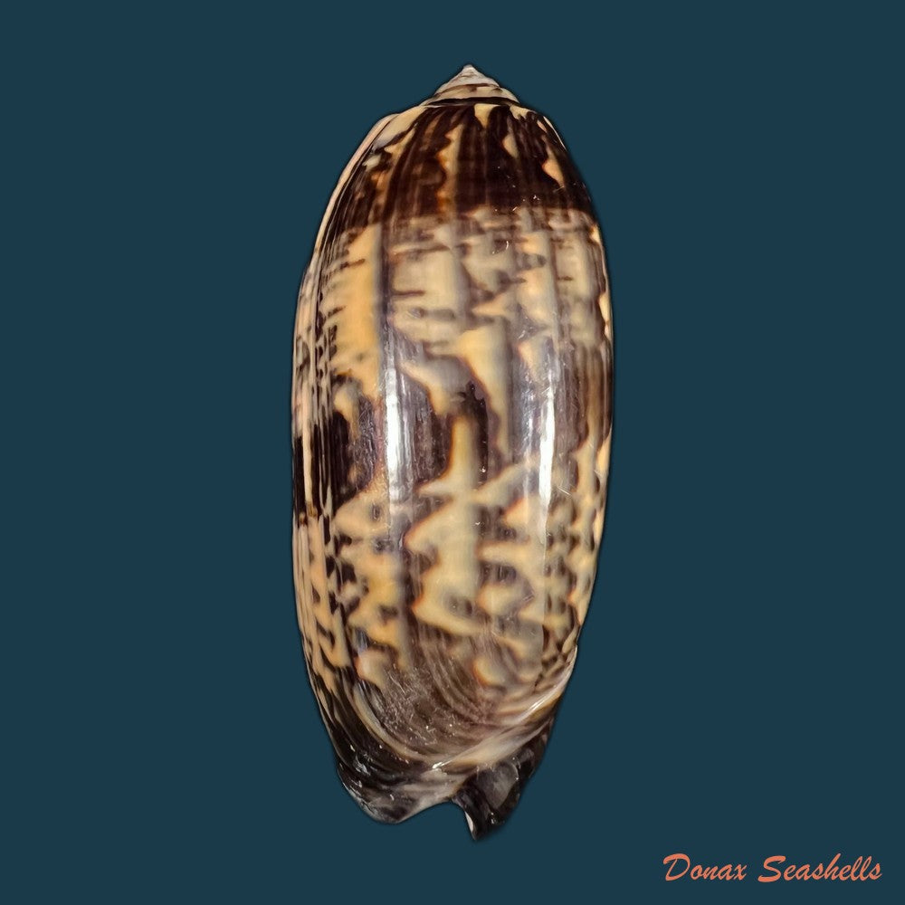copia-de-oliva-tremulina-nobilis-reeve-1850-86-7mm