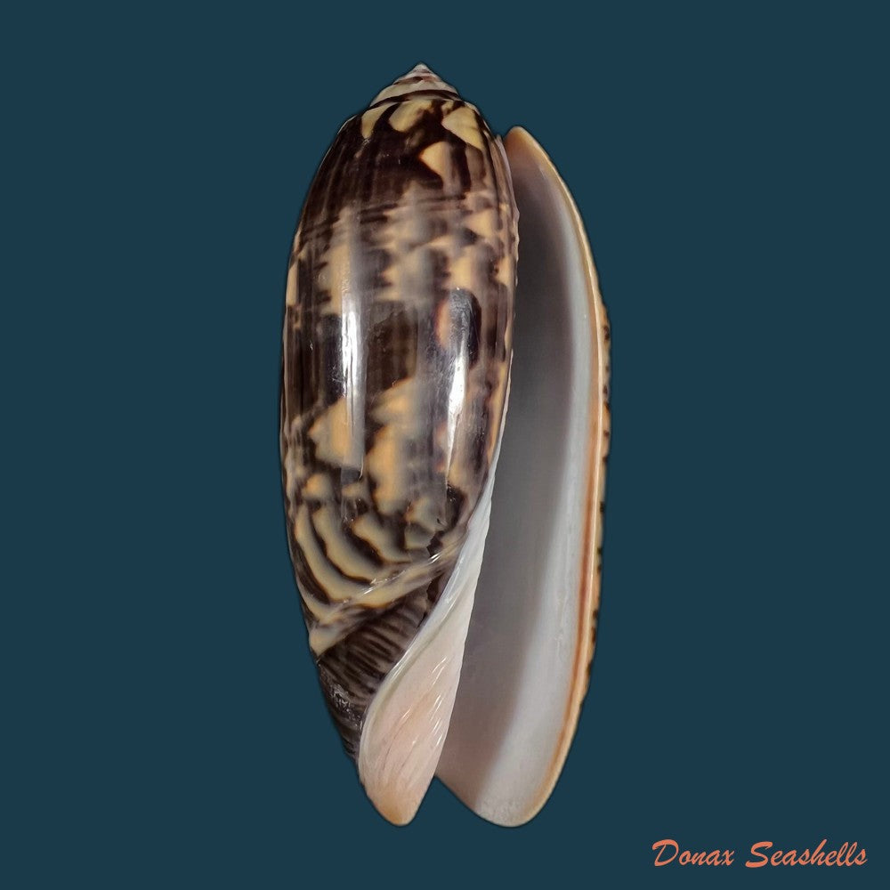 copia-de-oliva-tremulina-nobilis-reeve-1850-86-7mm