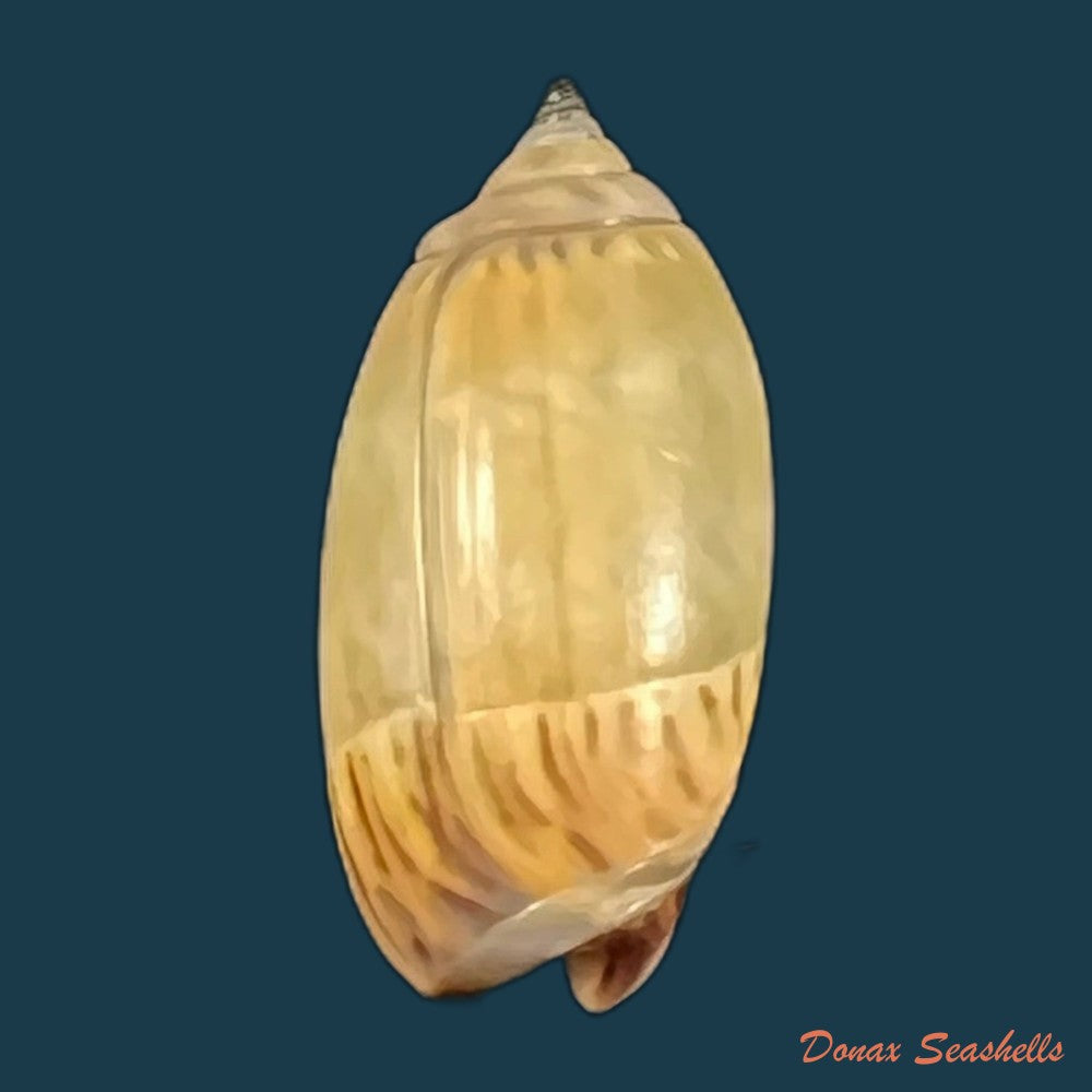 copia-de-oliva-undatella-ecuadoriana-petuch-sargent-1986-16-4mm