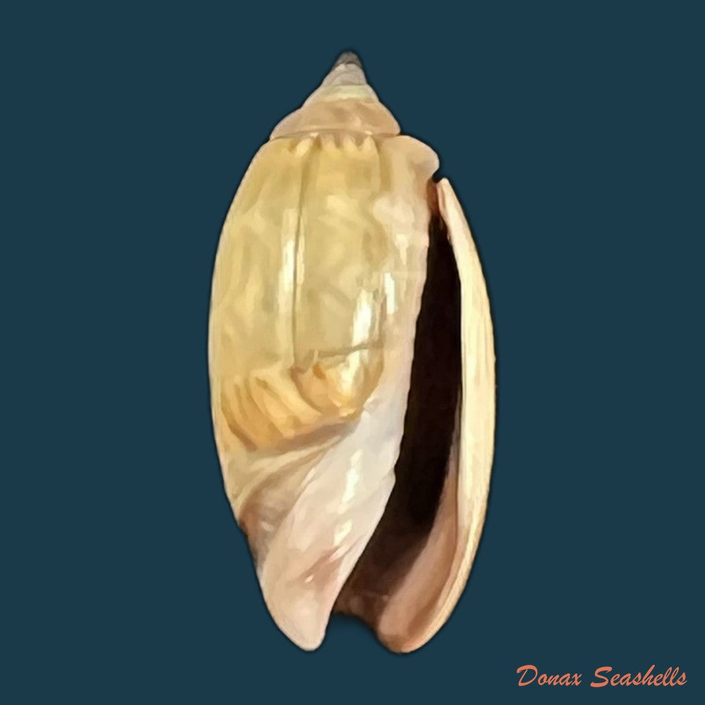 copia-de-oliva-undatella-ecuadoriana-petuch-sargent-1986-16-4mm