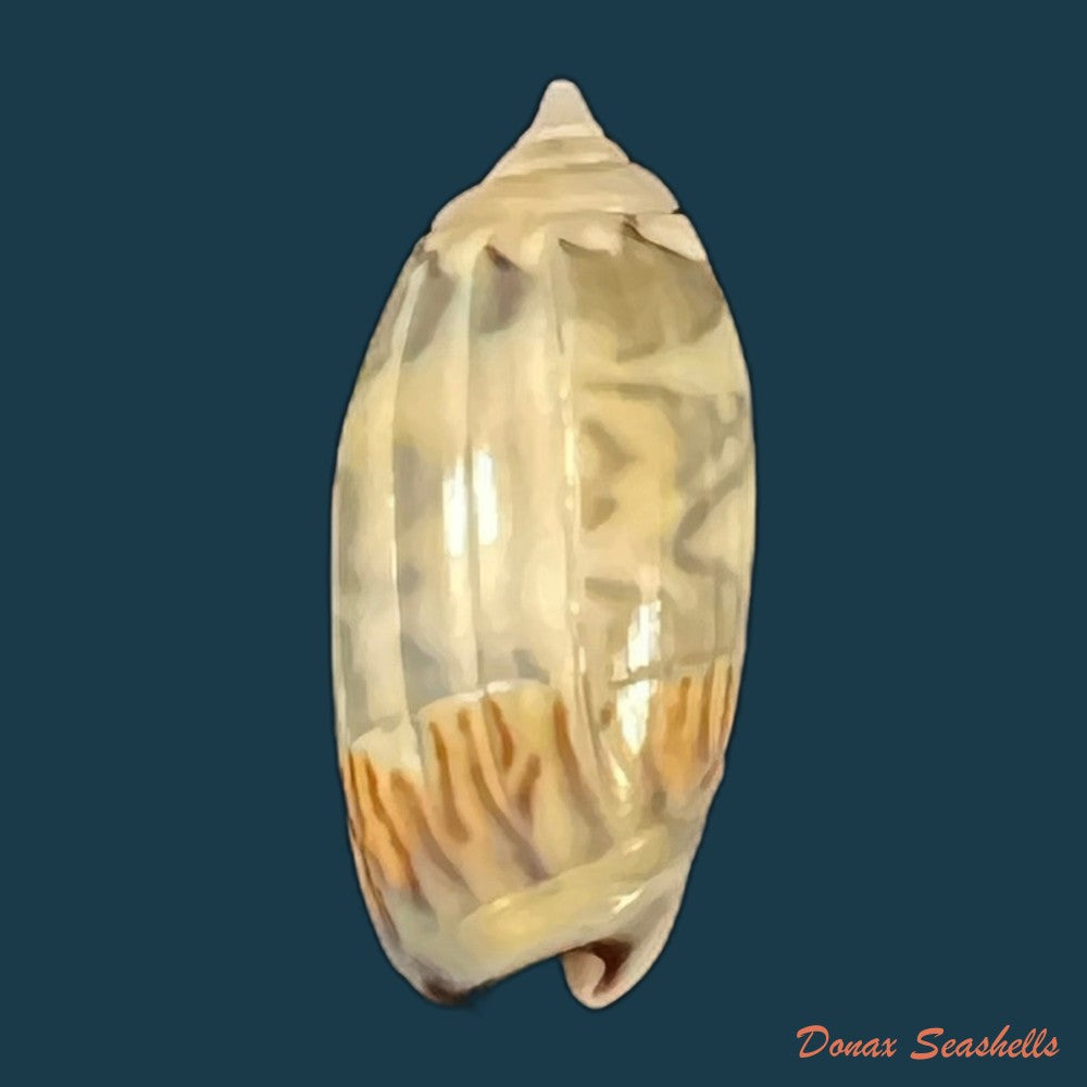 copia-de-oliva-undatella-ecuadoriana-petuch-sargent-1986-16-9mm-1