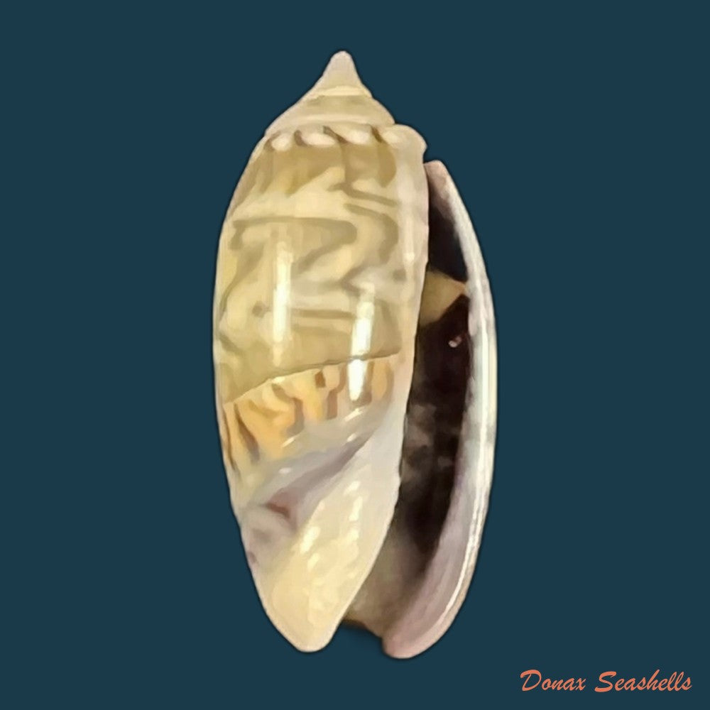 copia-de-oliva-undatella-ecuadoriana-petuch-sargent-1986-16-9mm-1