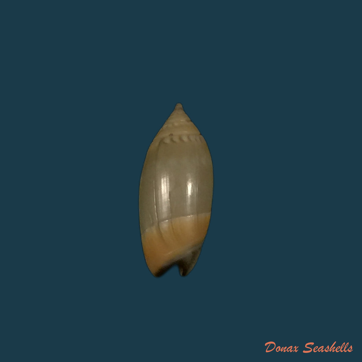 copia-de-oliva-undatella-ecuadoriana-petuch-sargent-1986-16-9mm