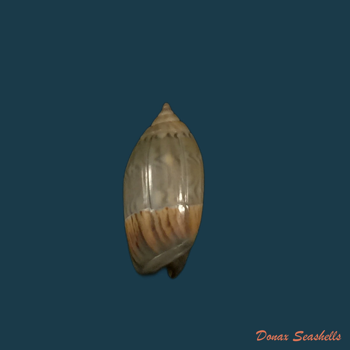copia-de-oliva-undatella-ecuadoriana-petuch-sargent-1986-17-1mm