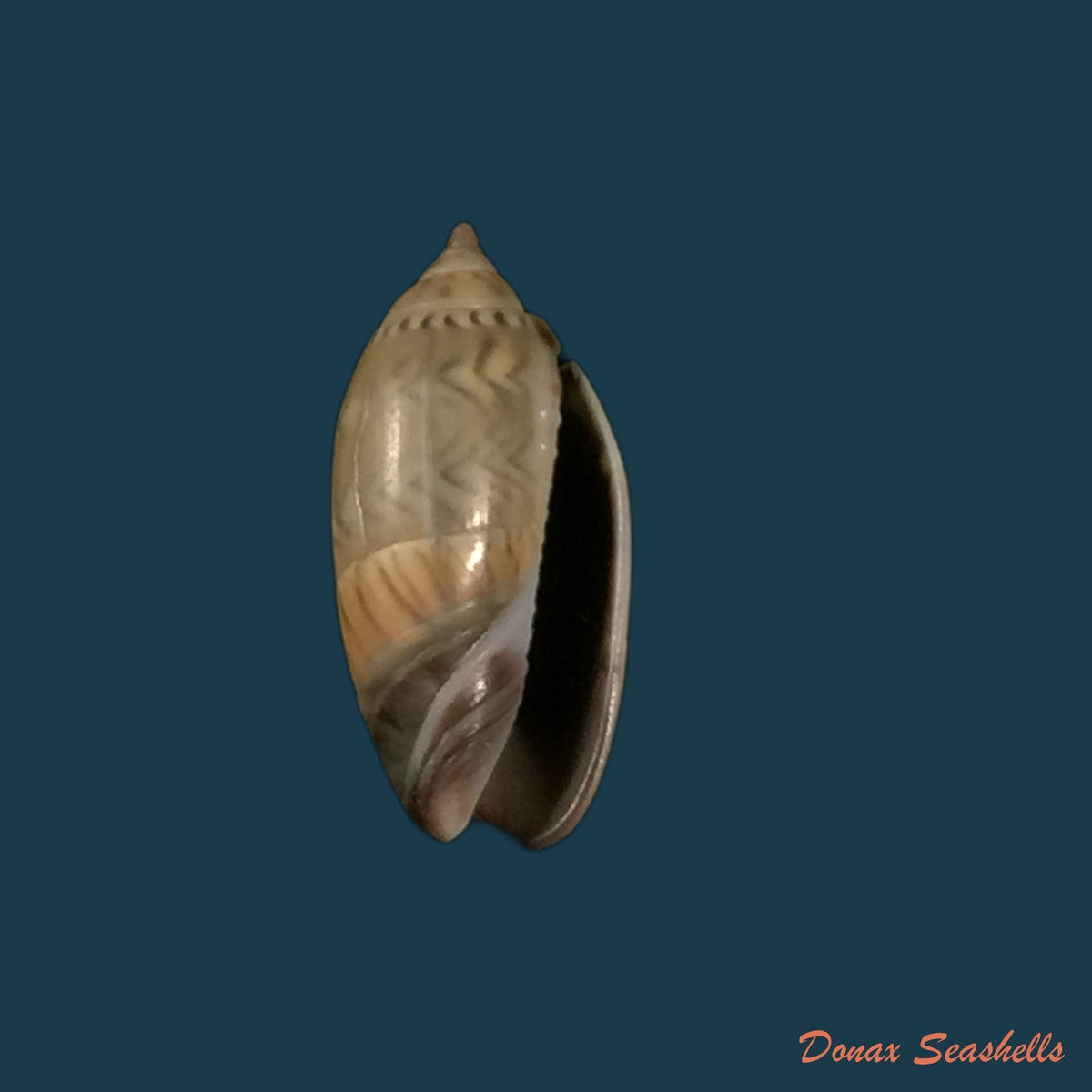 copia-de-oliva-undatella-ecuadoriana-petuch-sargent-1986-17-1mm