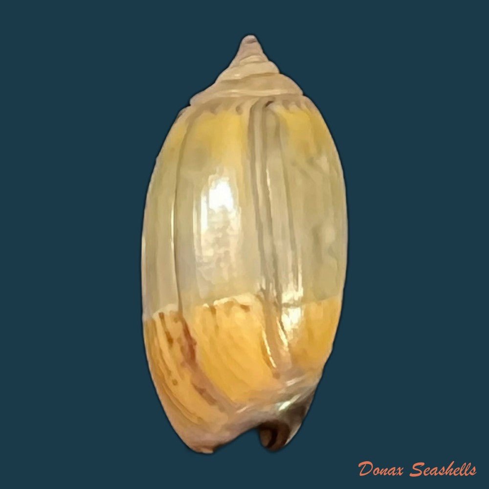 copia-de-oliva-undatella-ecuadoriana-petuch-sargent-1986-18-9mm