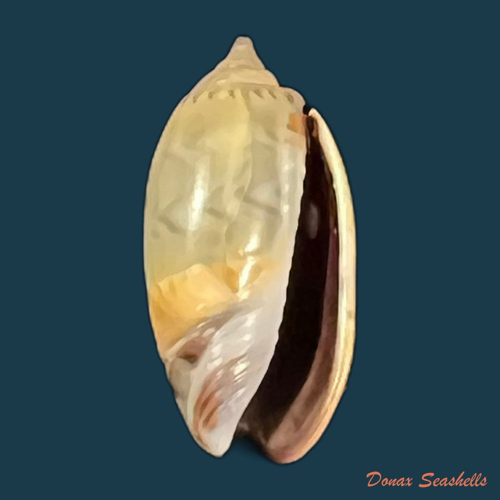 copia-de-oliva-undatella-ecuadoriana-petuch-sargent-1986-18-9mm