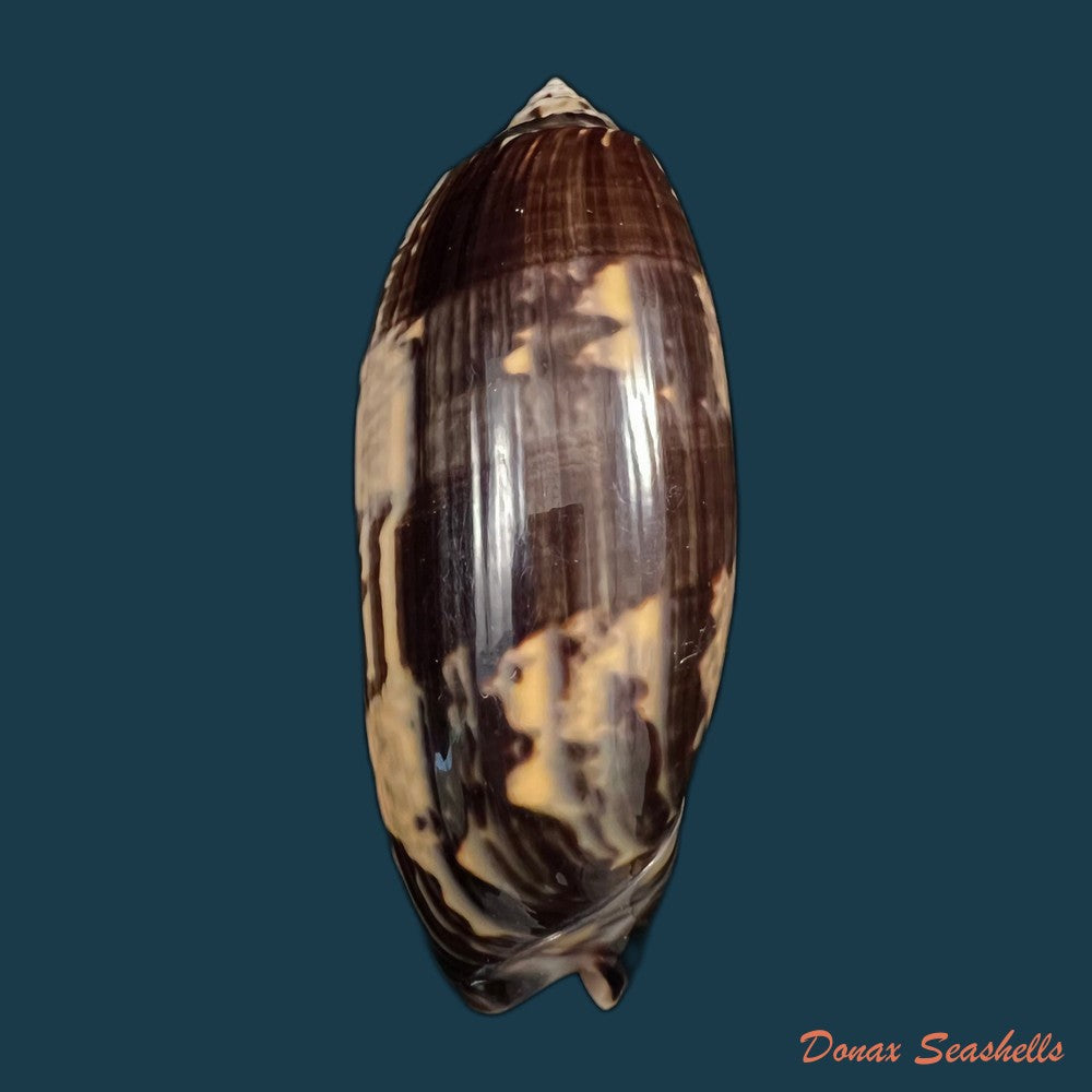 copia-de-oliva-undatella-ecuadoriana-petuch-sargent-1986-19-1mm