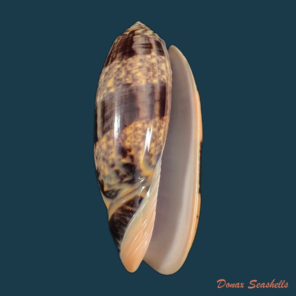 copia-de-oliva-undatella-ecuadoriana-petuch-sargent-1986-19-1mm