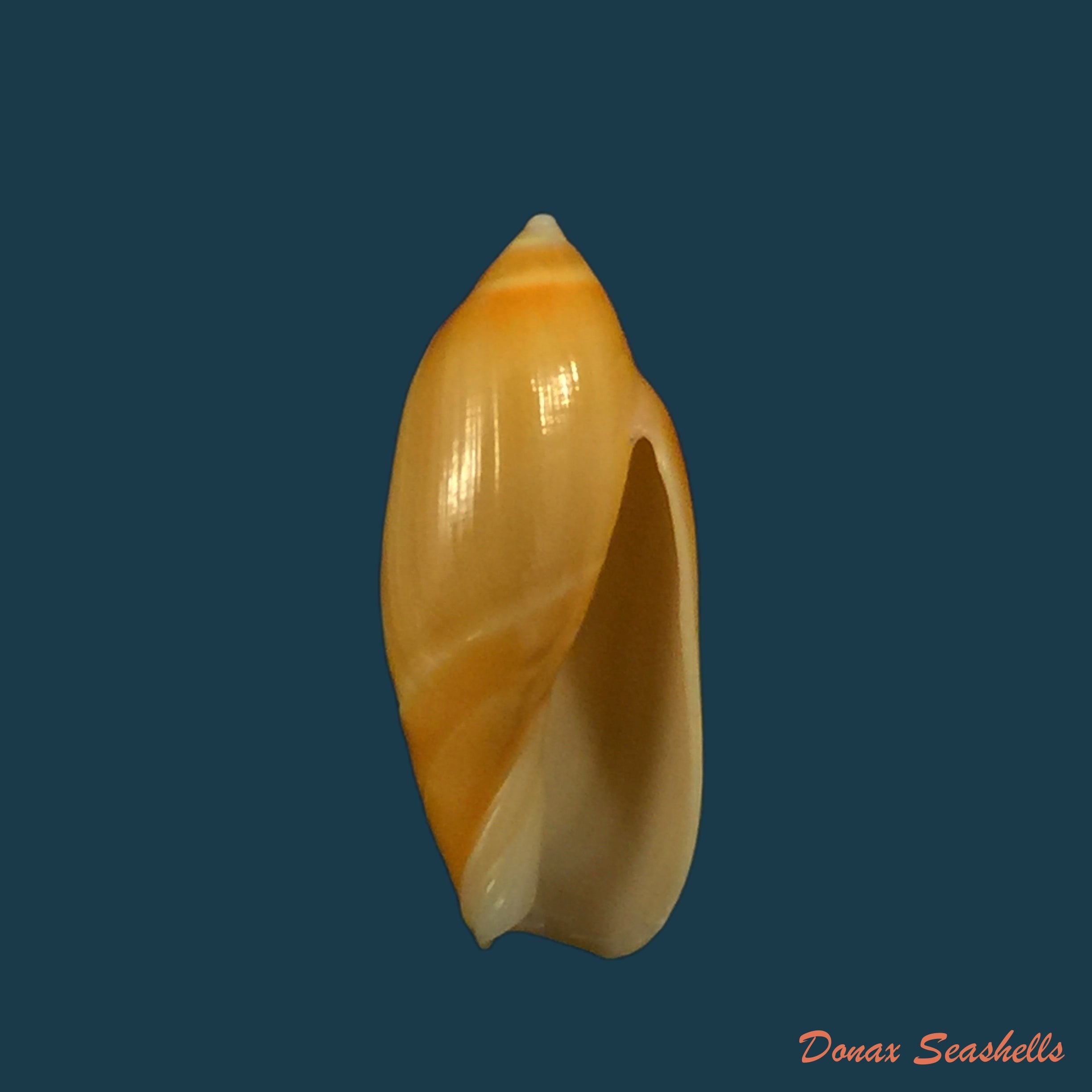 copia-de-olivancillaria-millepunctata-duclos-1840
