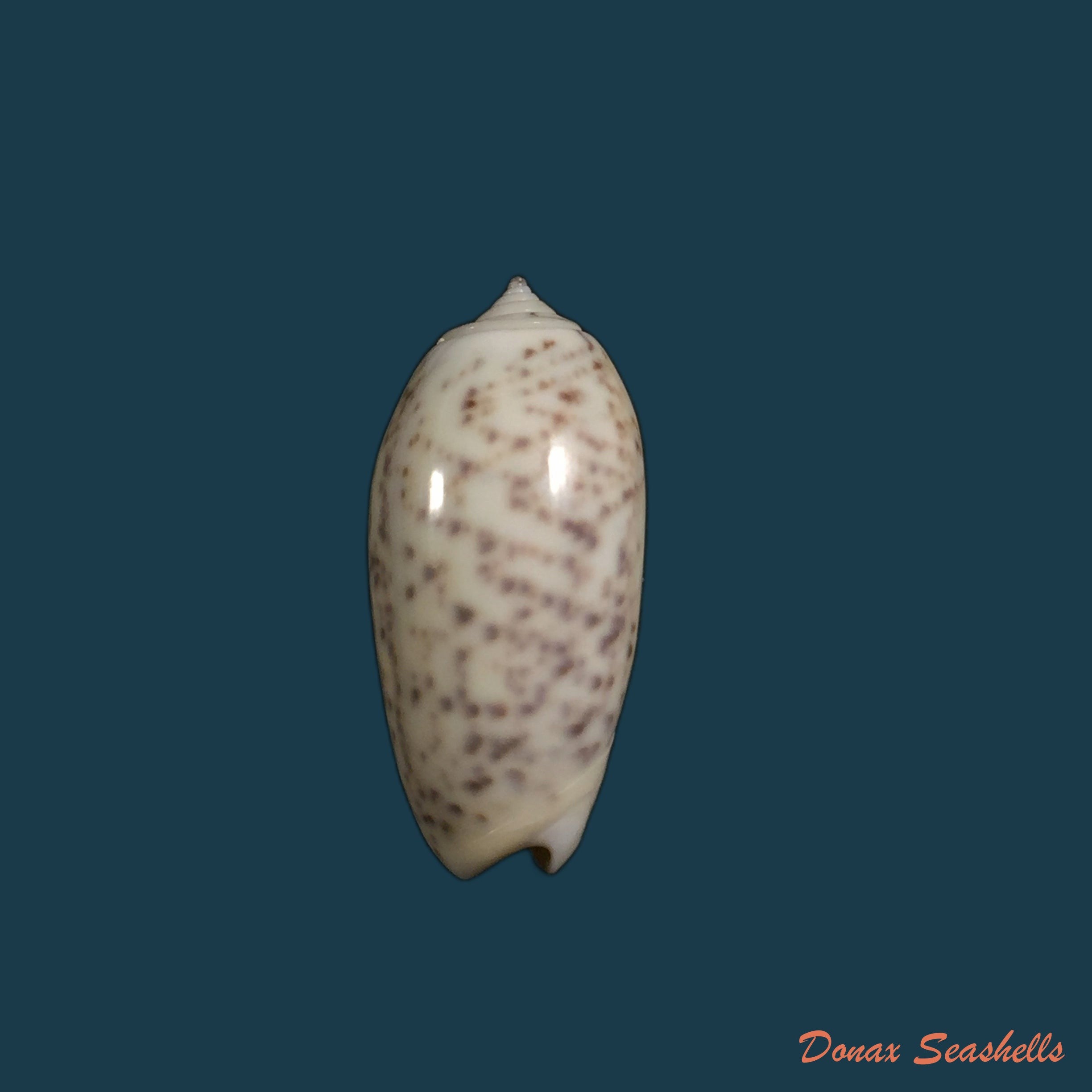copia-de-olivella-biplicata-gb-sowerby-i-1825-10-5mm