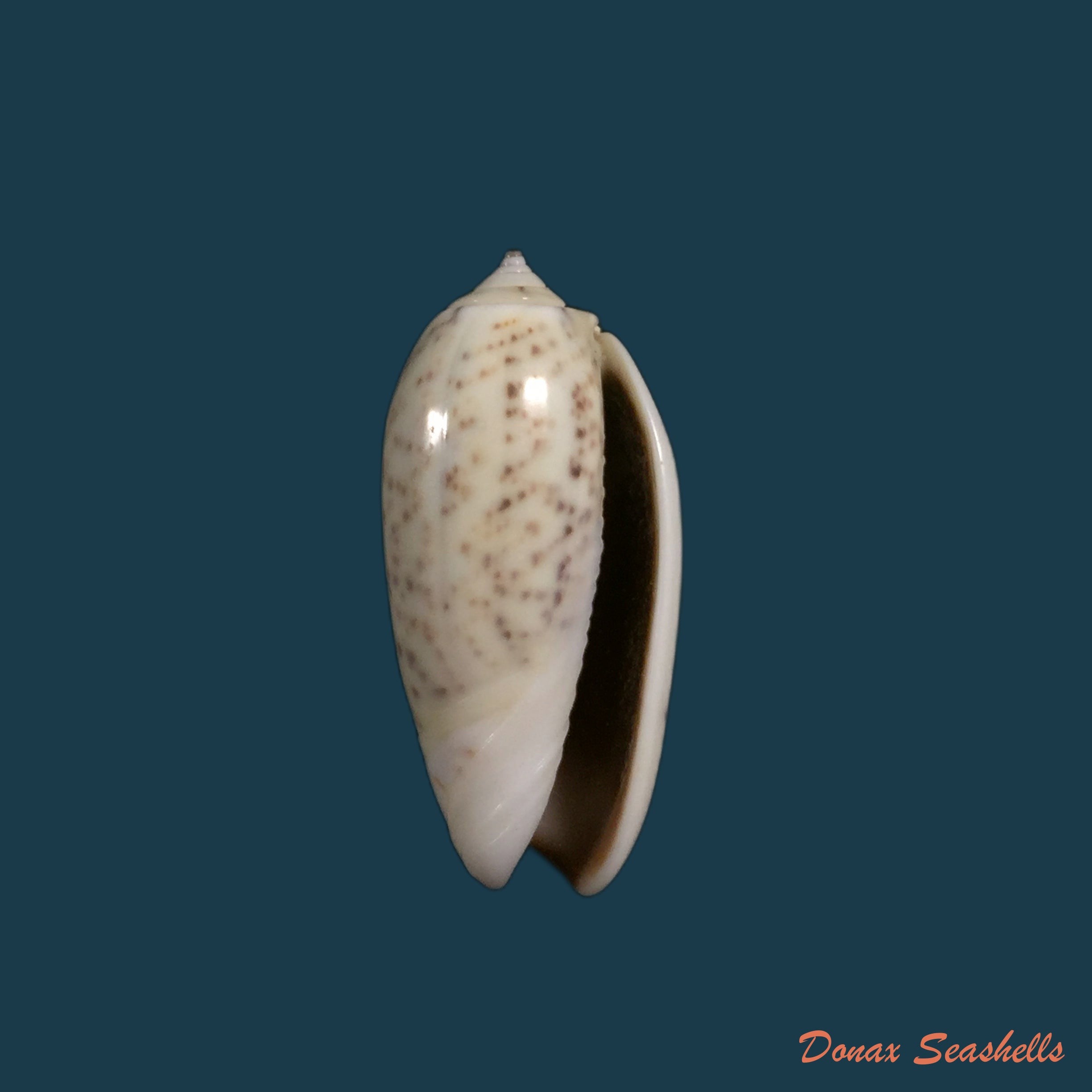 copia-de-olivella-biplicata-gb-sowerby-i-1825-10-5mm