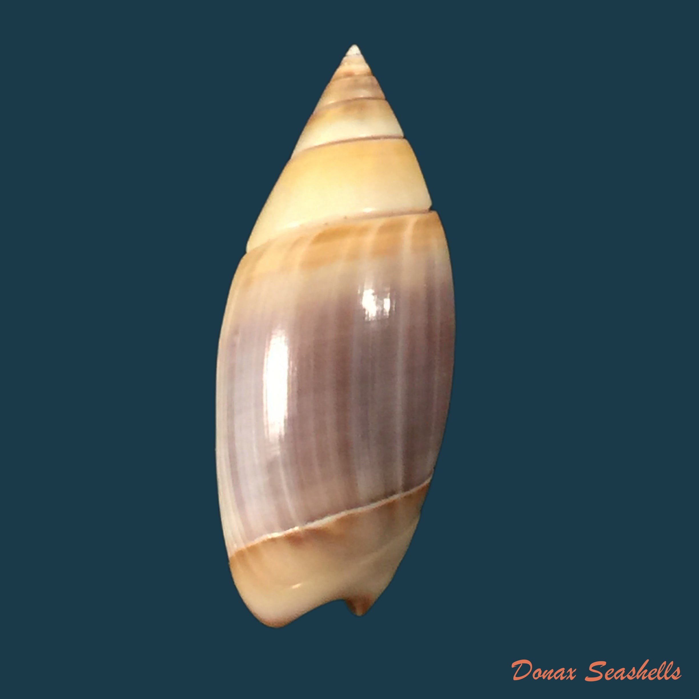 copia-de-olivella-cocosensis-olsson-1956