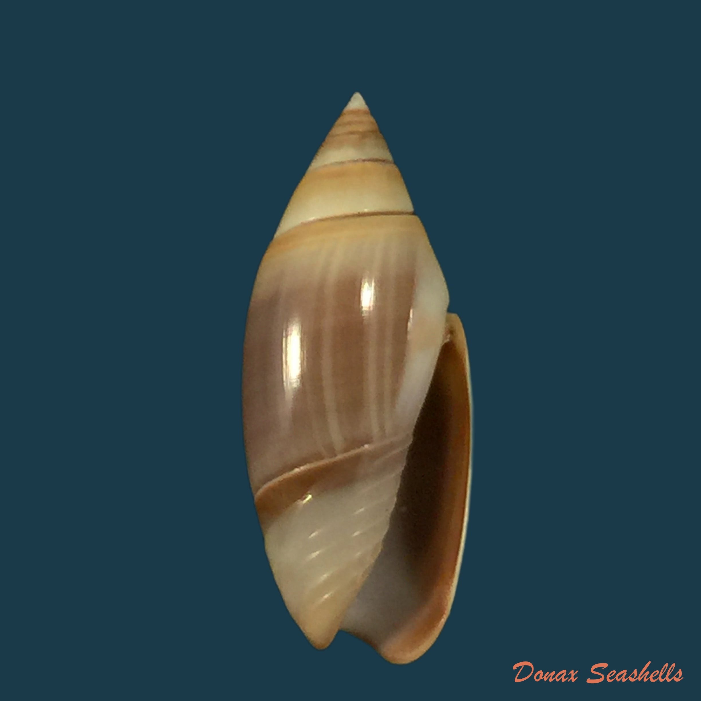 copia-de-olivella-cocosensis-olsson-1956
