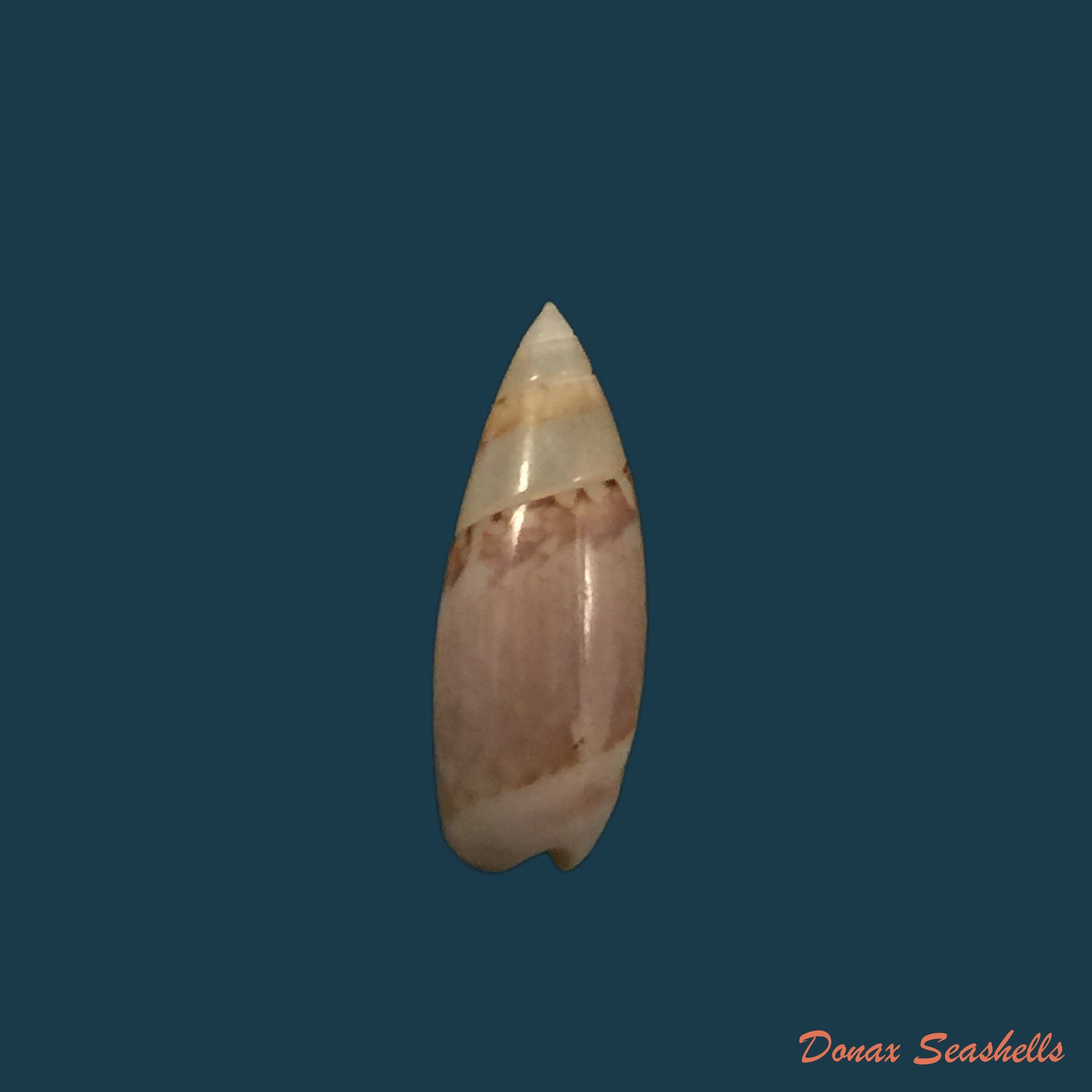 copia-de-olivella-cocosensis-olsson-1957