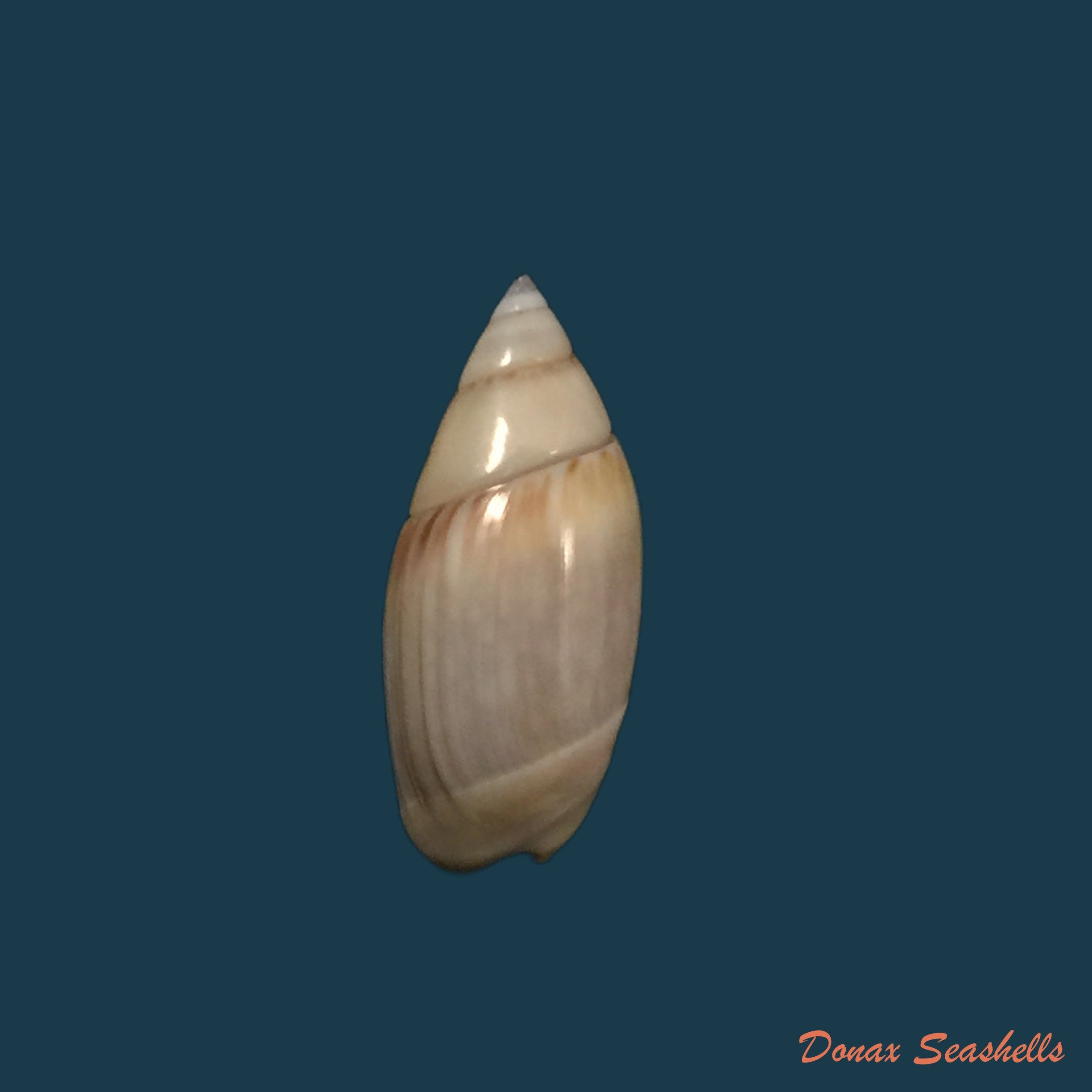 copia-de-olivella-dama-w-wood-1829