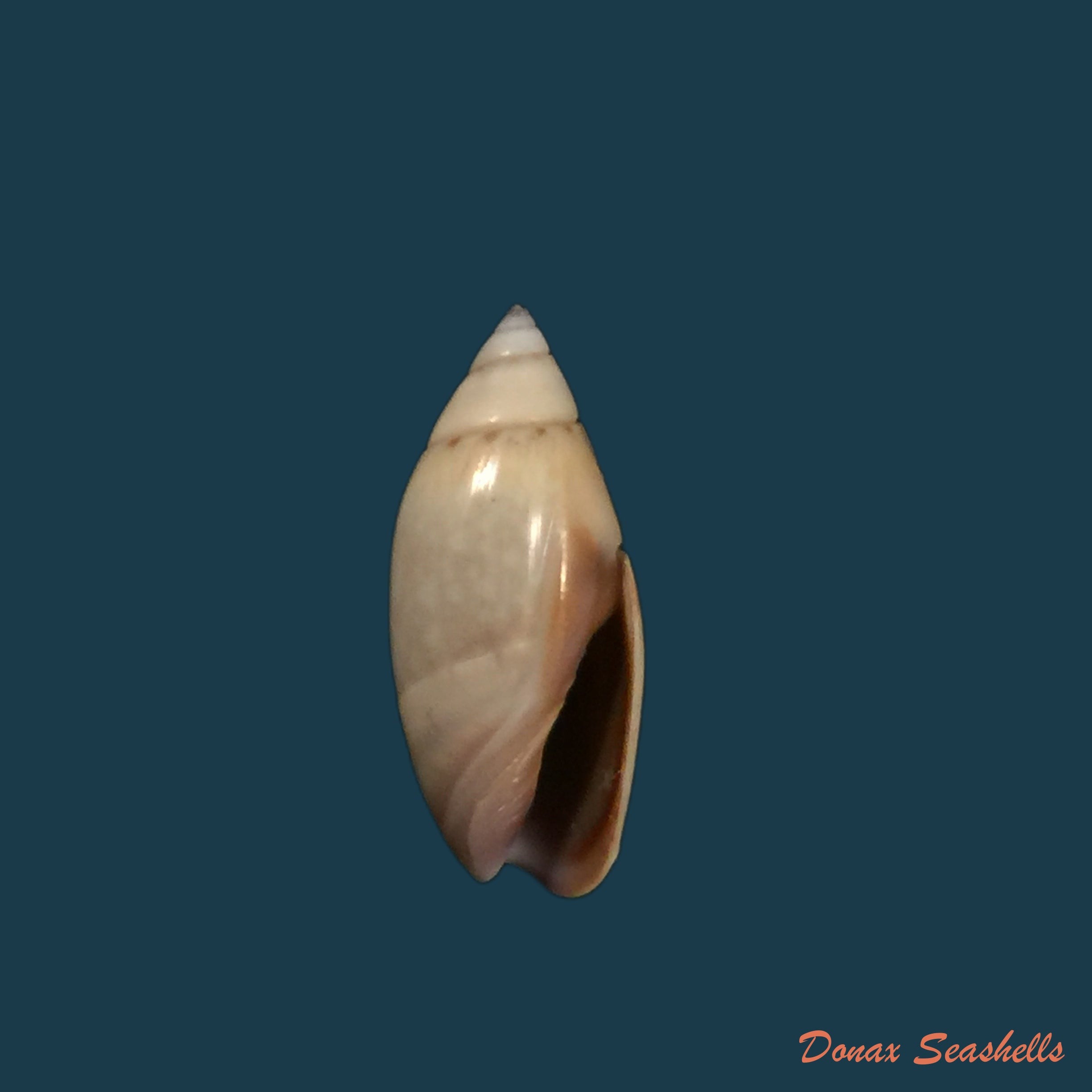 copia-de-olivella-dama-w-wood-1829